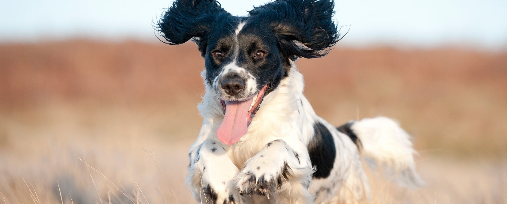 Black and white dog running joyfully in a dry grassy field with ears flapping