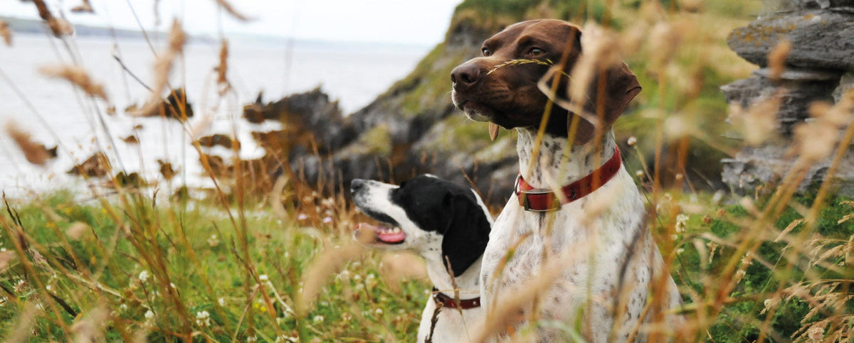 Curated visual reference: Fresh Look at Holistic Treatment Of Autoimmune Disease Honey S Real Dog Food