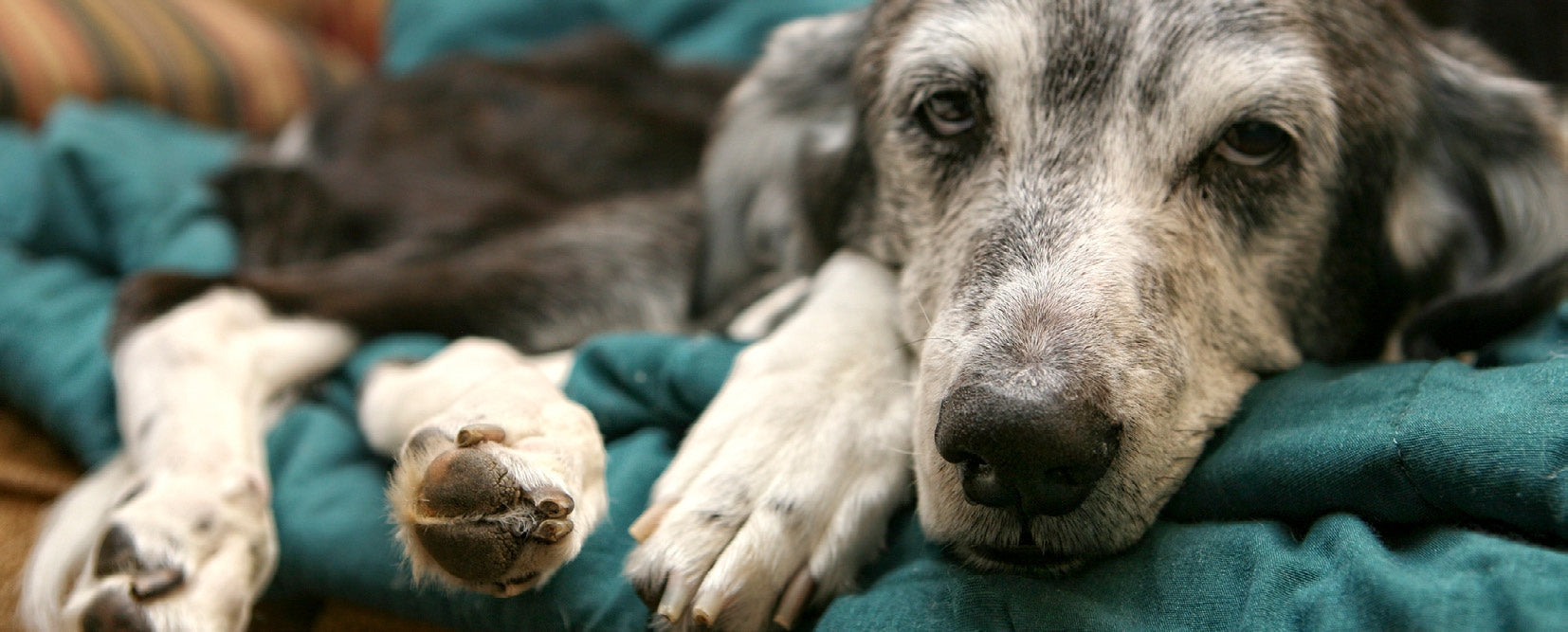 Close-up of a gray and white dog resting on a teal blanket with paws stretched out