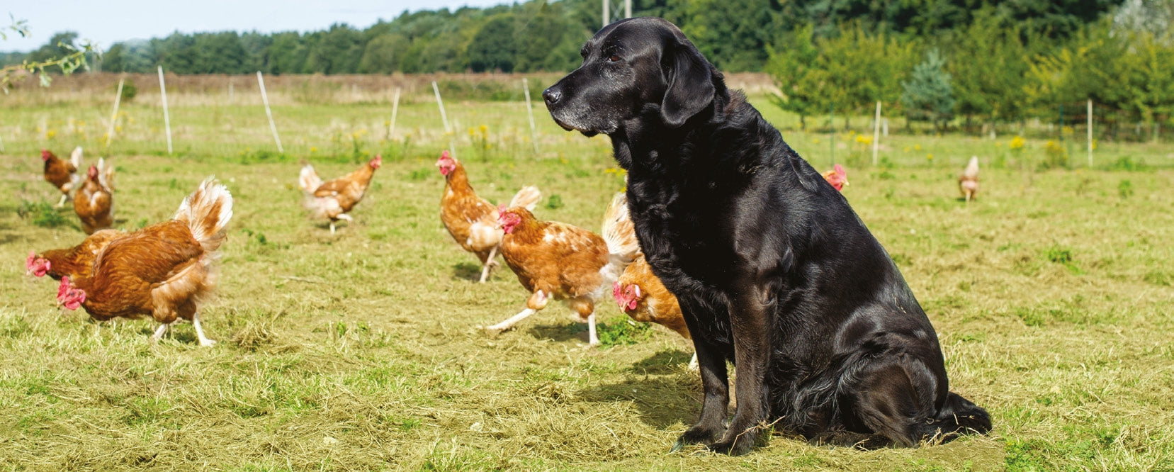 Black Labrador dog sitting in a grassy farm field with free-range brown chickens