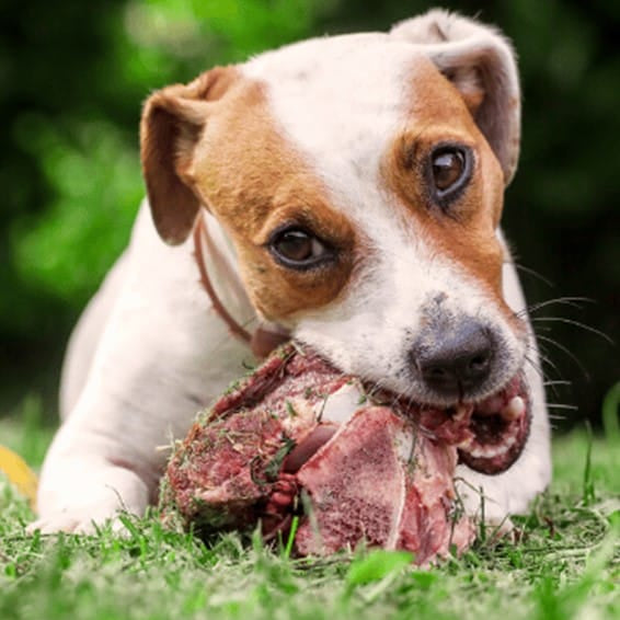 Brown and white dog chewing raw meat bone outdoors on green grass