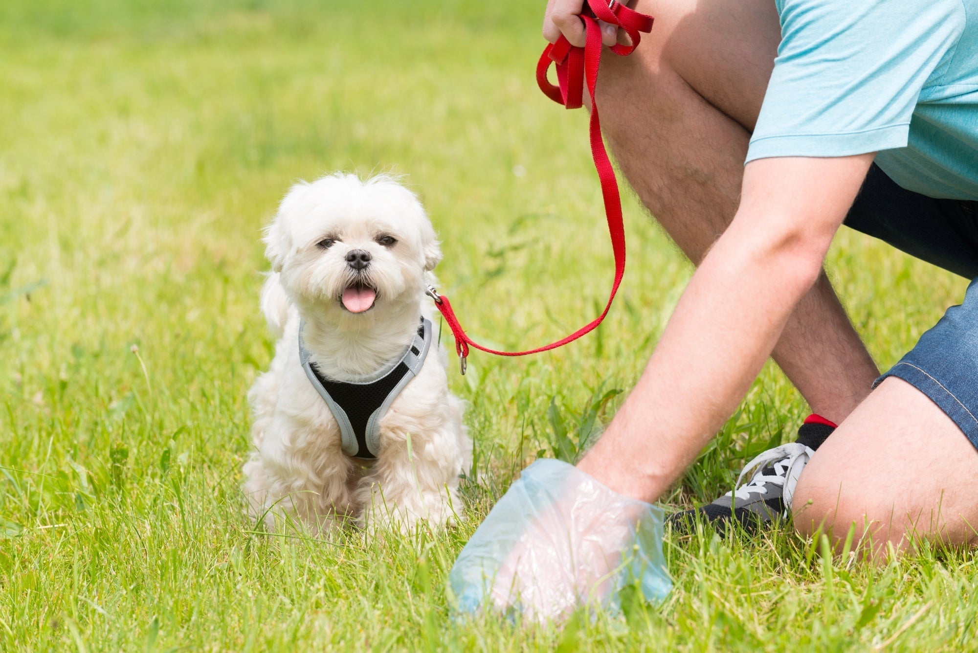 Person in blue shorts picking up dog waste with plastic bag while holding a small white dog on red leash in grass