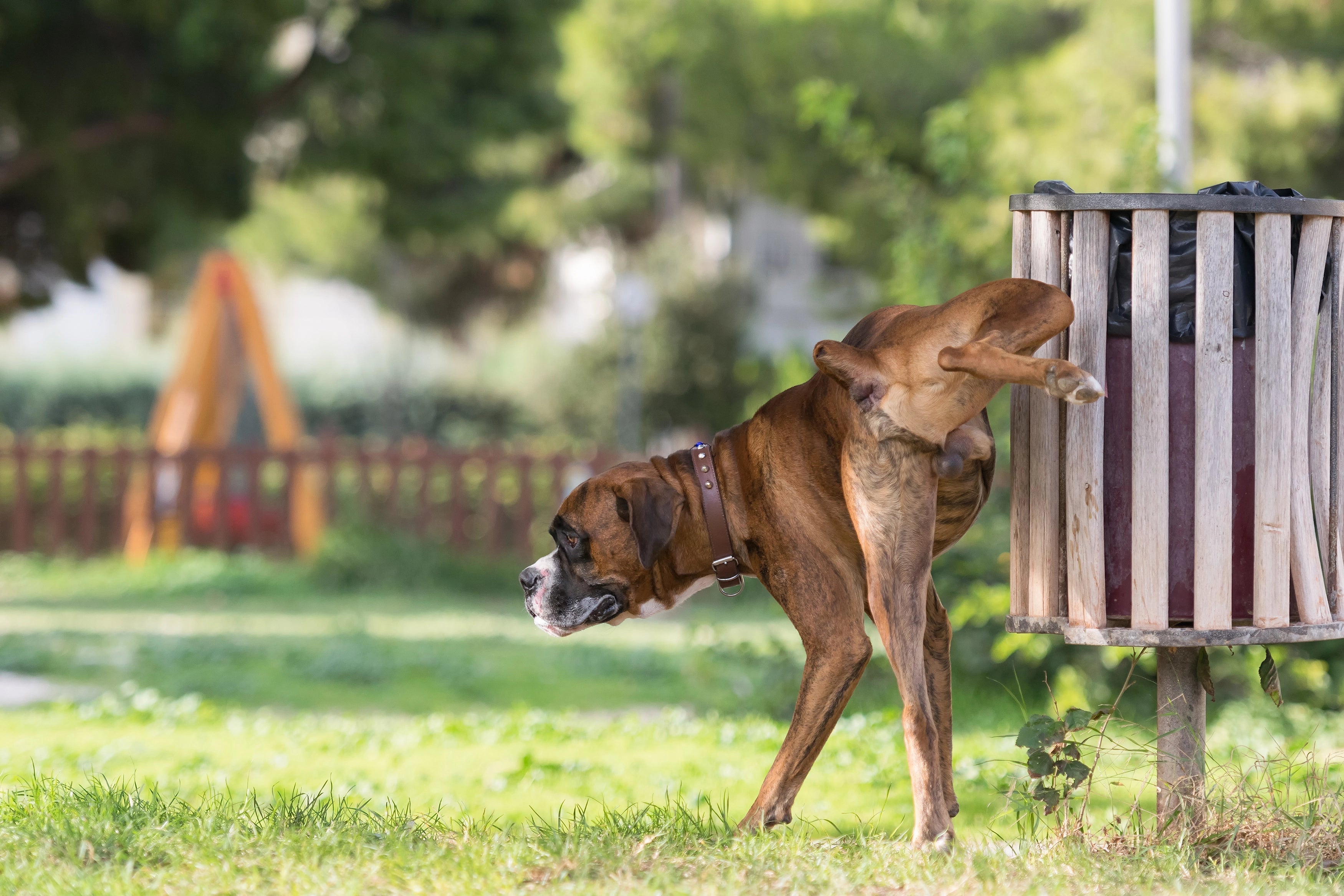 Adult brown boxer dog lifting hind leg to urinate on wooden trash bin in park on grass