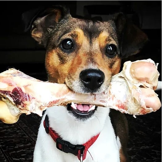 Small dog with brown and white fur holding a large raw bone in its mouth indoors