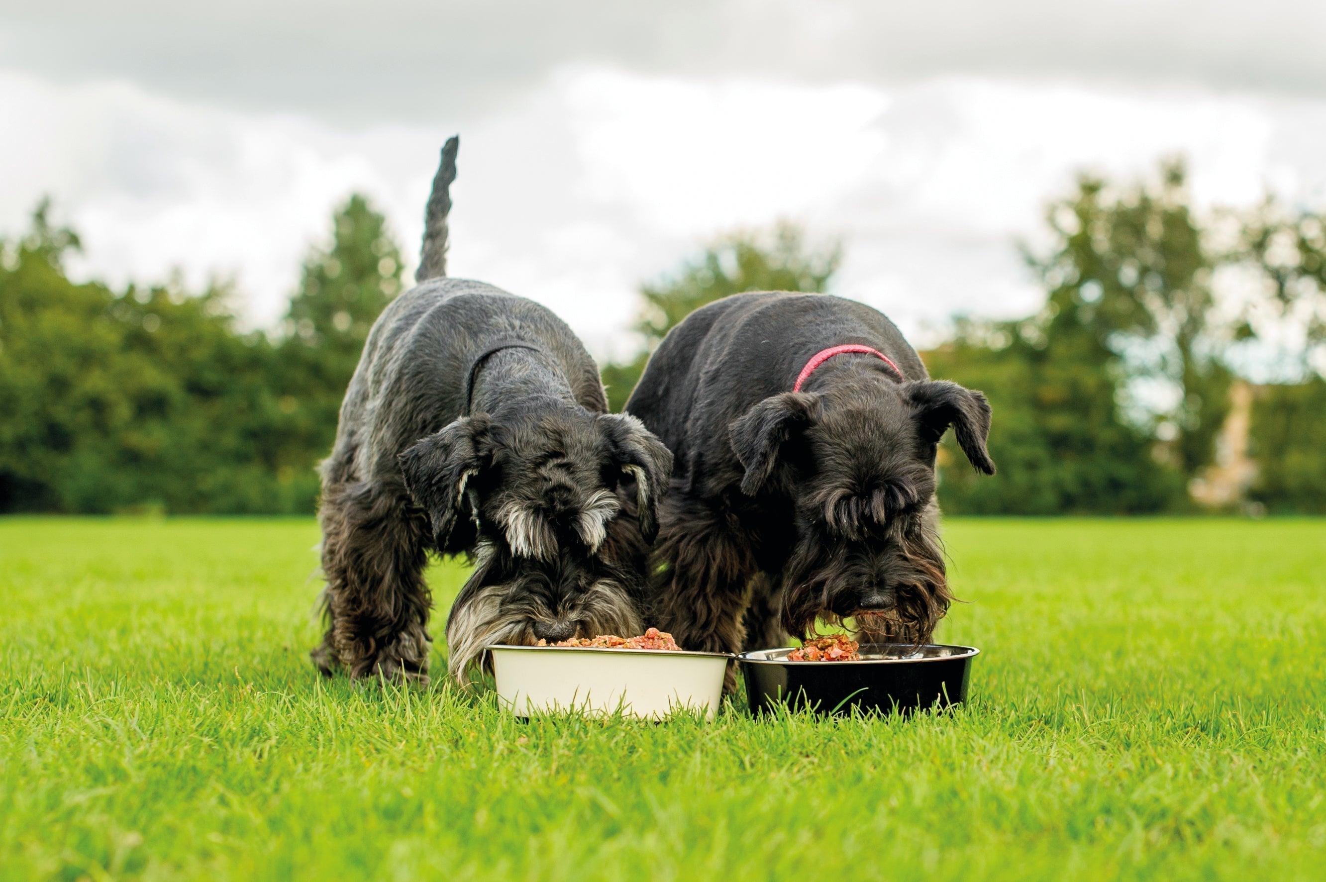 Are Dogs Omnivores or Carnivores?