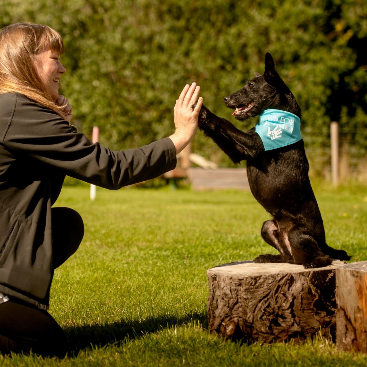 Woman giving a high five to a black dog wearing a blue bandana outdoors on grass