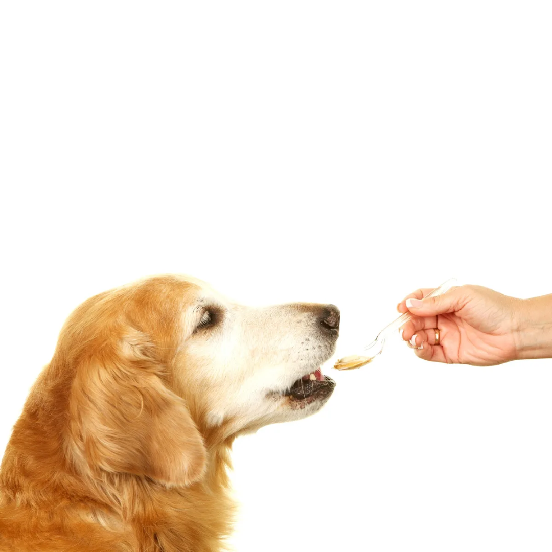 Golden retriever dog being fed with a spoon by a hand on white background