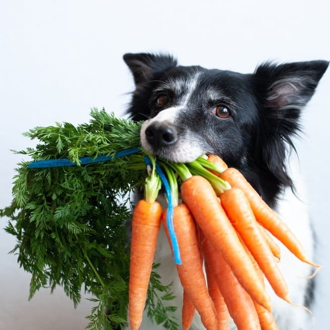 Black and white dog holding a bunch of fresh orange carrots with green tops in its mouth