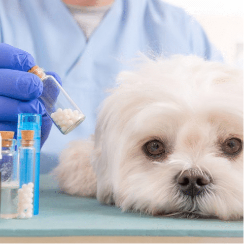 White dog resting its head on a table with a veterinarian in blue gloves holding a small vial of pills
