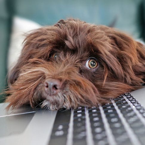 Close-up of a brown fluffy dog resting its head on a laptop keyboard with expressive eyes