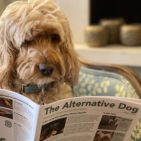 Curly-haired dog sitting on a chair intently reading The Alternative Dog newsletter indoors