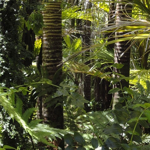 Dense tropical rainforest with tall palm trees and lush green ferns in natural sunlight