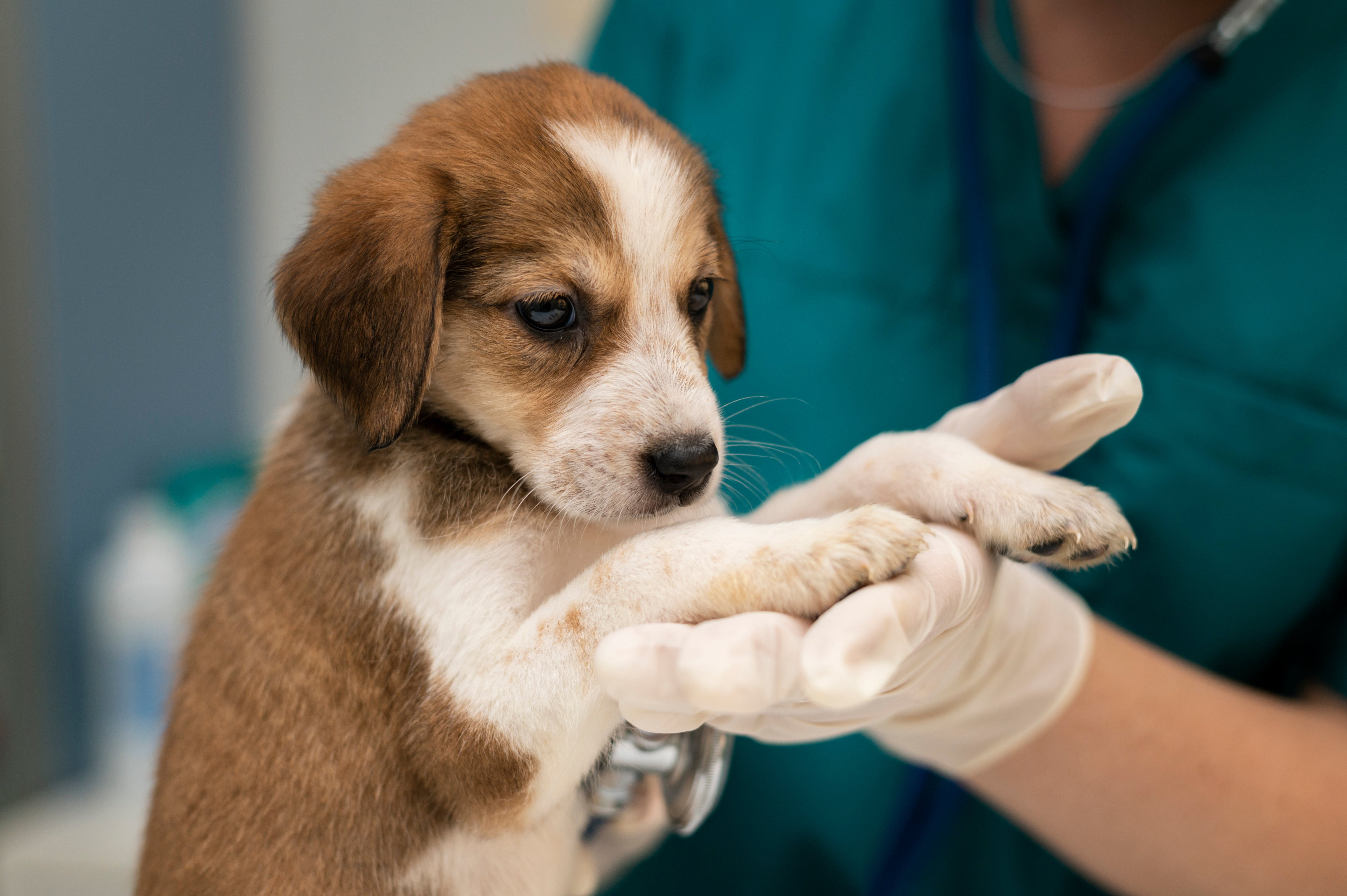 Close-up of a veterinarian wearing gloves examining a brown and white puppy's paw