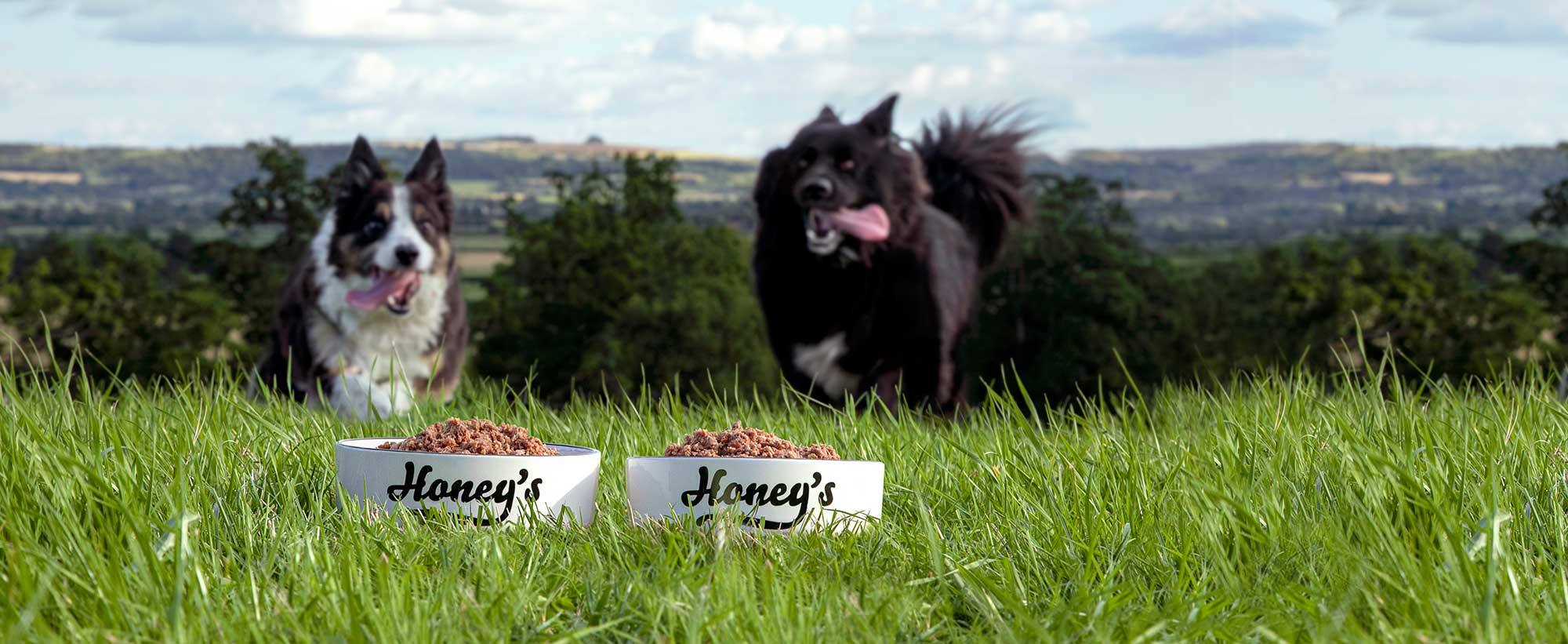 Two dogs running on grass toward two white bowls labeled Honey's filled with dog food