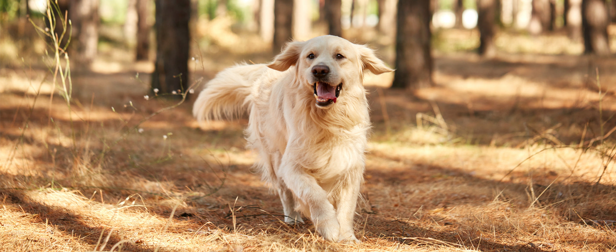 Golden retriever running happily on pine needle covered forest ground with trees in background