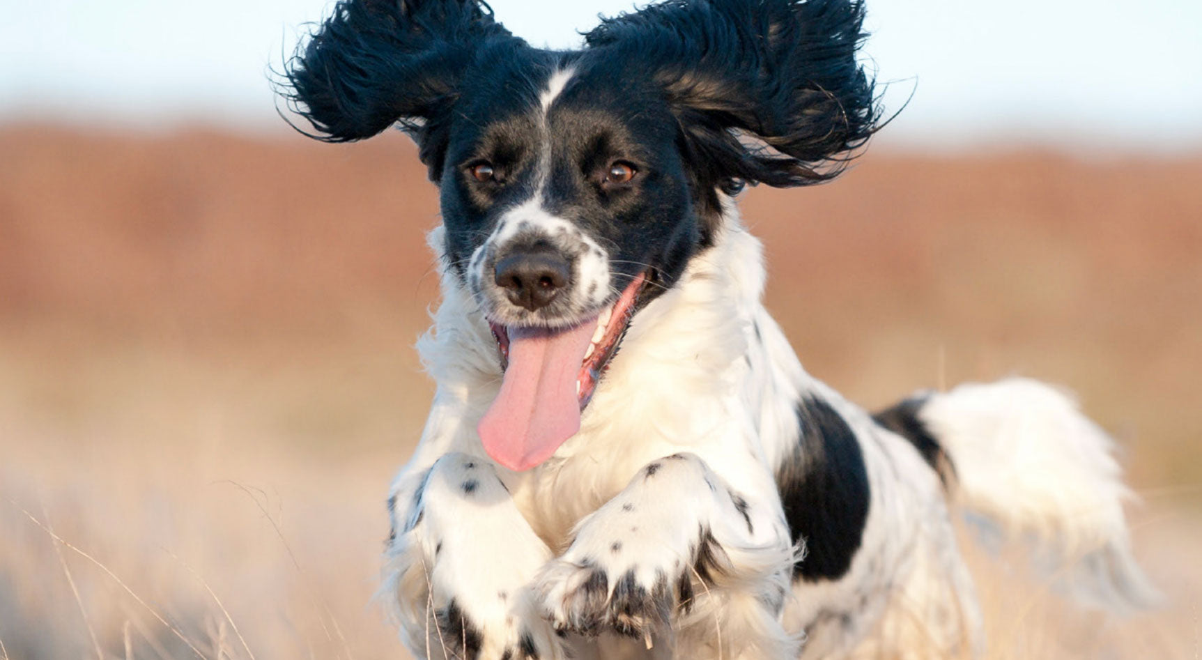 Black and white spaniel dog running outdoors with ears flying and tongue out