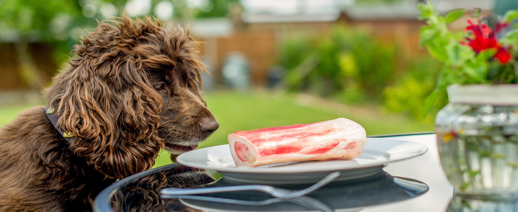 Curly brown dog looking at a bone on a white plate outdoors on a glass table
