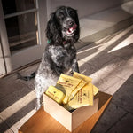 Black and white dog licking lips next to box of Beautiful Joe's dog treats on tiled floor