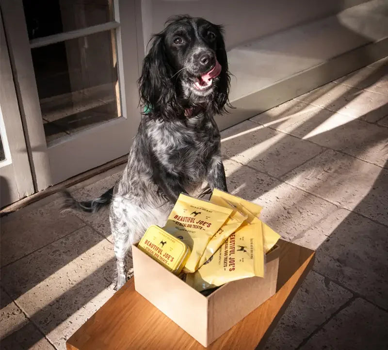 Black and white dog licking lips next to box of Beautiful Joe's dog treats on tiled floor