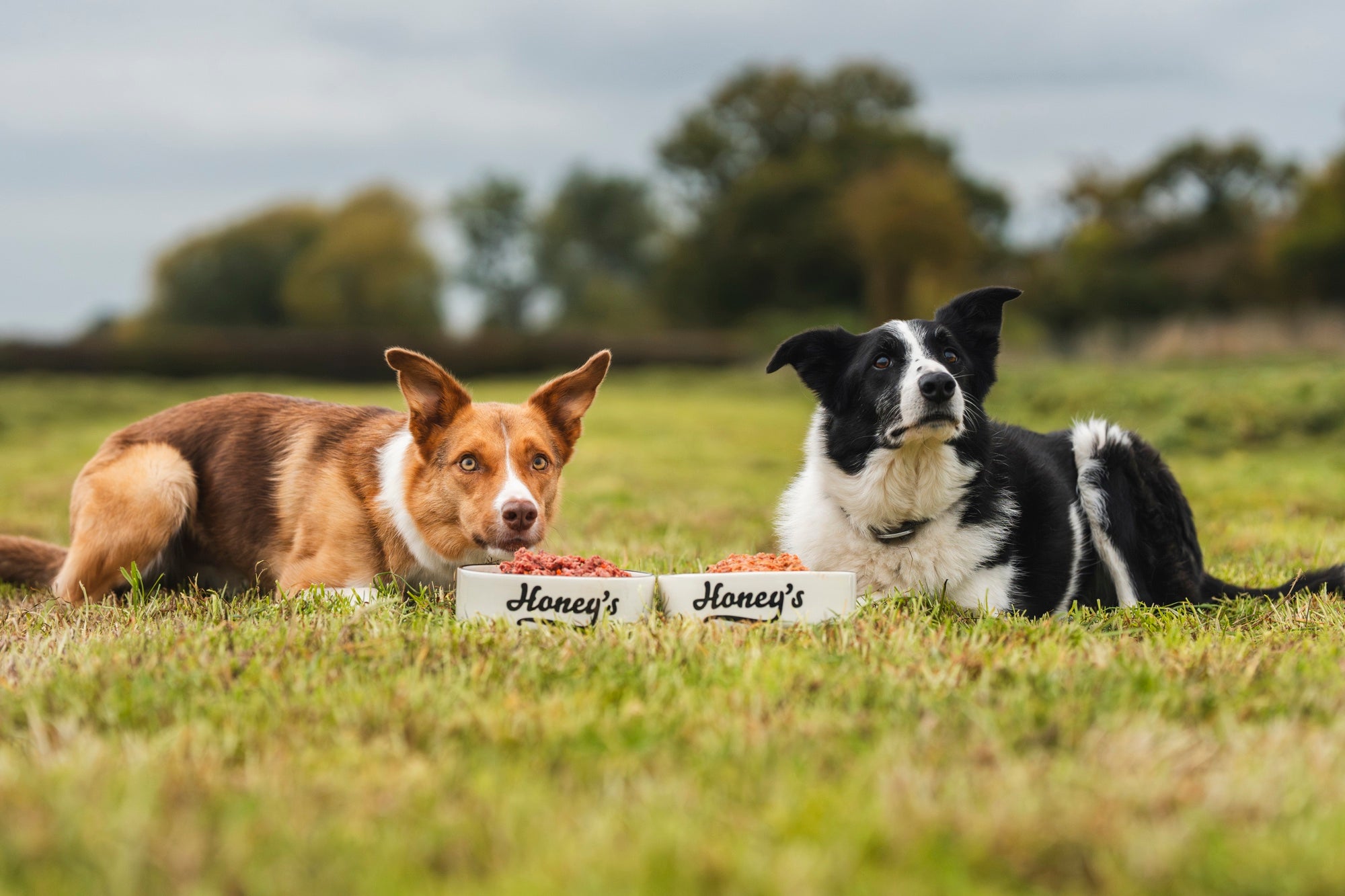 Two border collies with honey's bowls