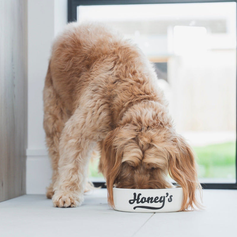 Dog eating from honeys bowl