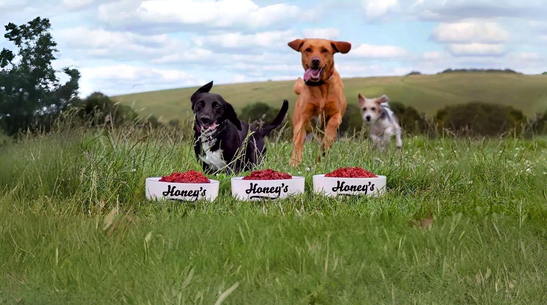 Dogs running in a field to honey's bowls